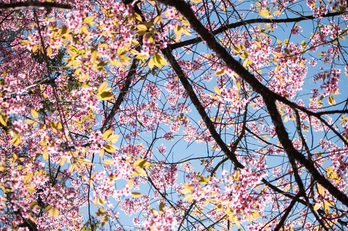 Sakura or cherry blossom on the road at Khun Wang, Chiang Mai Thailand.