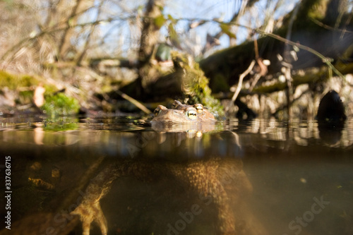 Toad (Bufo bufo) mating in the pond