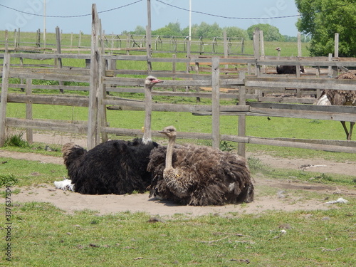 The ostrich farm in Yasnogorodka, Ukraine photo