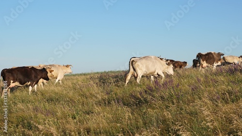cattle in pasture on a blue sky. Cows graze on pasture. Dairy business concept. concept of organic cattle breeding in agriculture. beautiful alpine meadow with cows. © zoteva87