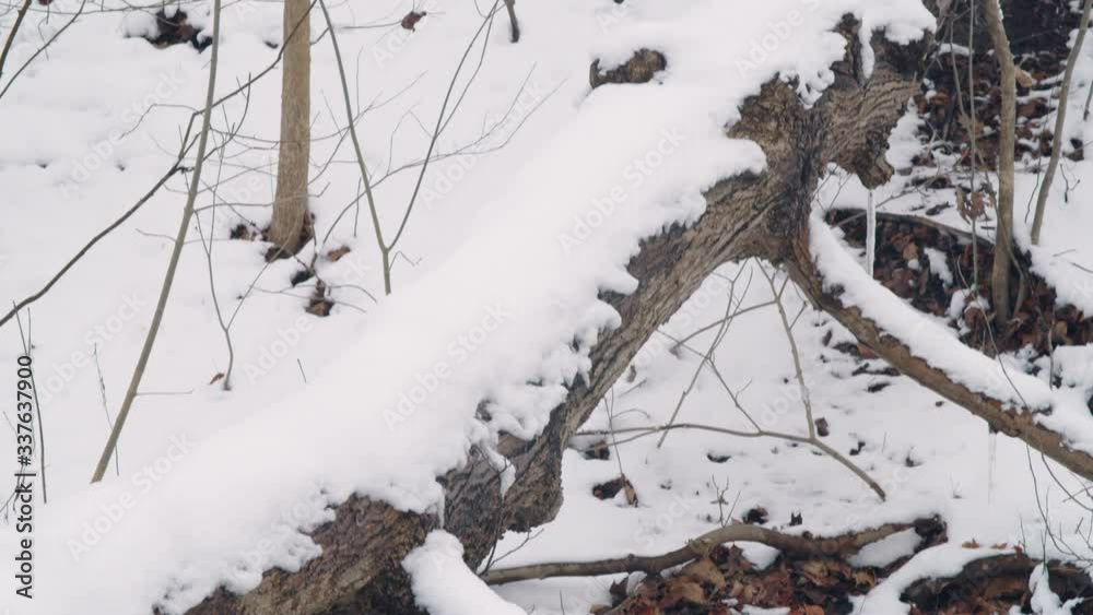 Snowy logs resting next to a small river or creek in a forested area. Snowy logs resting next to a small river or creek in a forested area.