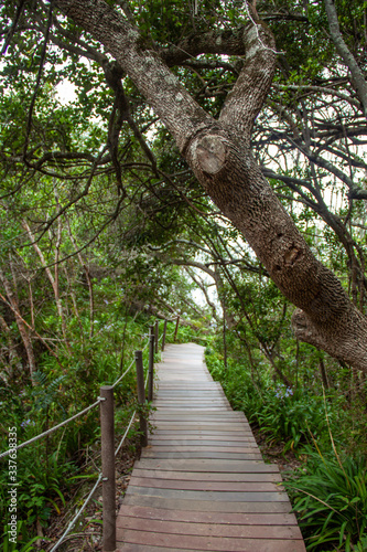 Hike zur Suspension Bridge im Tsitsikamma Nationalpark an der Garden Route photo