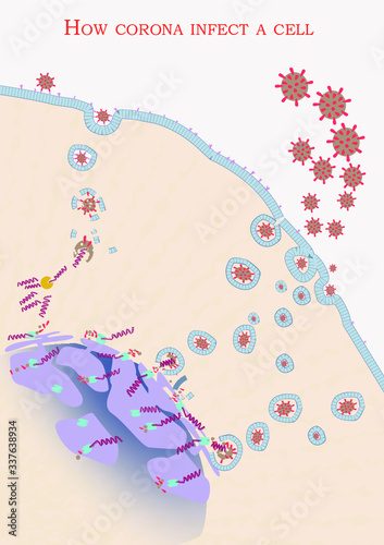 How corona infects a cell - step by step- print quality