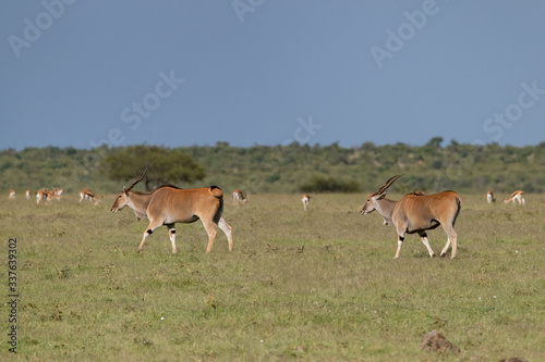 Eland antelope walking with Thompson gazelles in the background