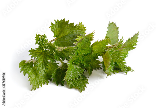Urtica or nettles, stinging nettles. Green spring sprout. Isolated