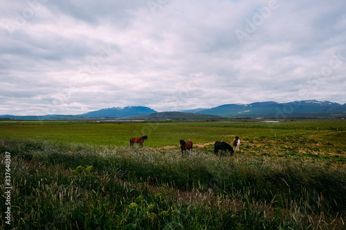 horses graze near the road in the field against the backdrop of mountains in Iceland