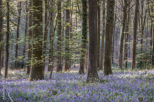 bluebells in the woods