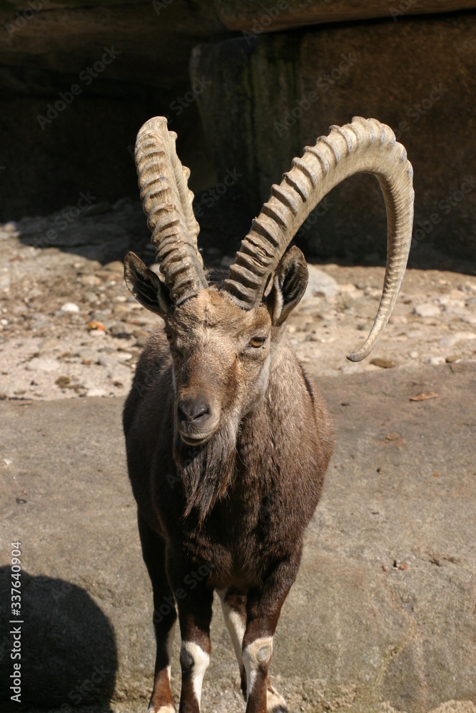 Steinbock (Ibex)