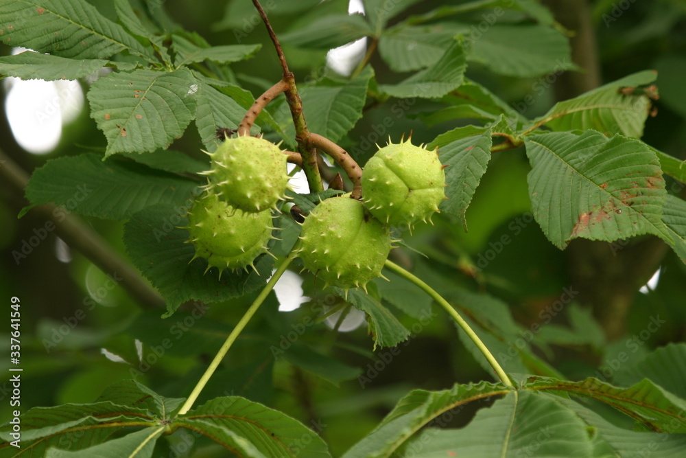 Kastanien am Baum