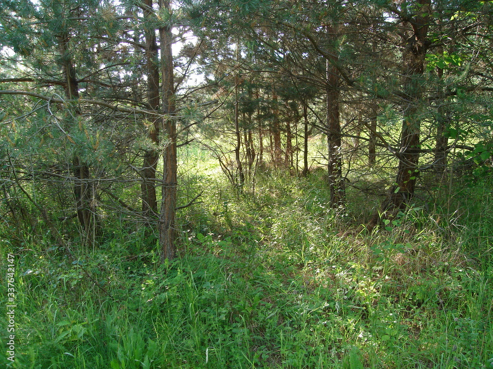 Obraz premium Wald