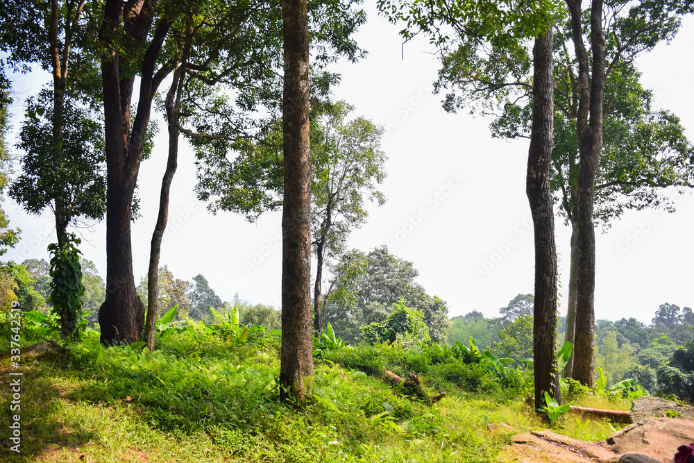 The trees in the tropical forest on sunny day in Thailand The trees in the tropical forest on sunny day in Thailand