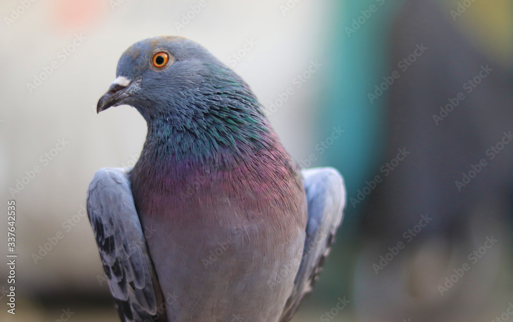 Close up head shot of beautiful pigeon bird, Pigeon close up on blue background Close up head shot of beautiful pigeon bird, Pigeon close up on blue background