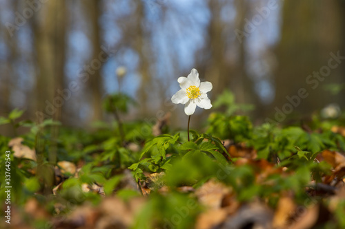 Close up of windflowers (Anemone nemorosa) during spring in nature reserve "Pålsjö skog" in Helsingborg, Sweden. 