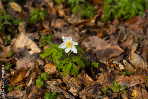 Close up of windflowers (Anemone nemorosa) during spring in nature reserve "Pålsjö skog" in Helsingborg, Sweden. 