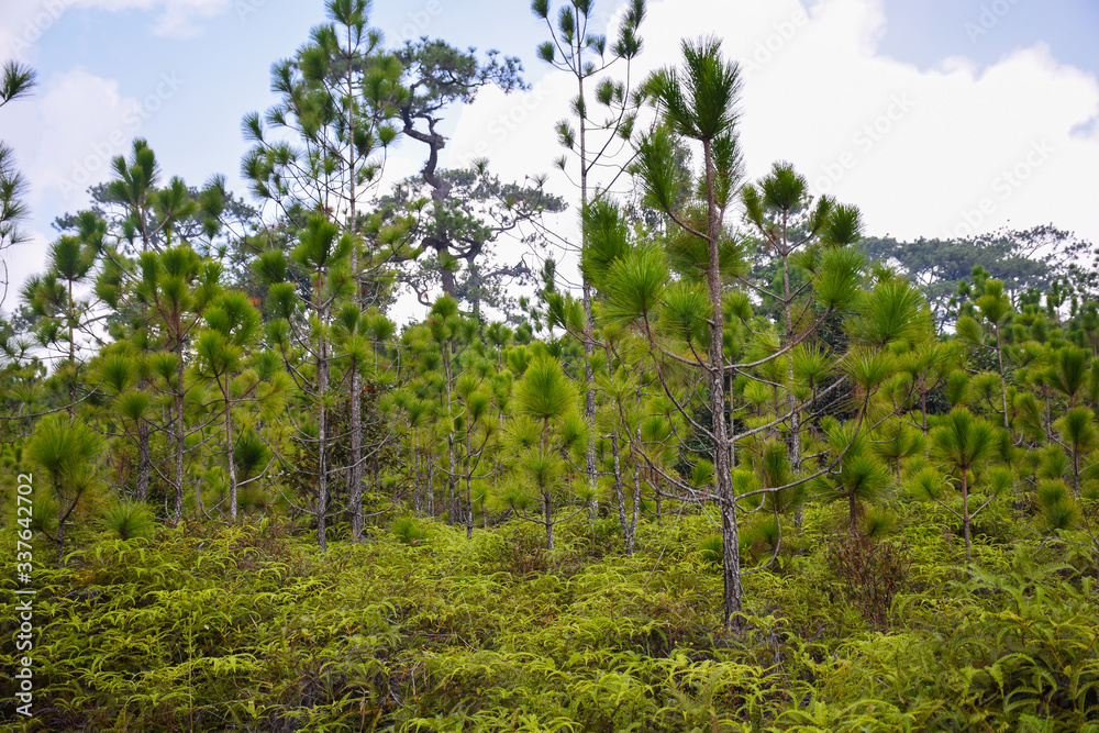 The trees in the tropical forest on sunny day in Thailand The trees in the tropical forest on sunny day in Thailand