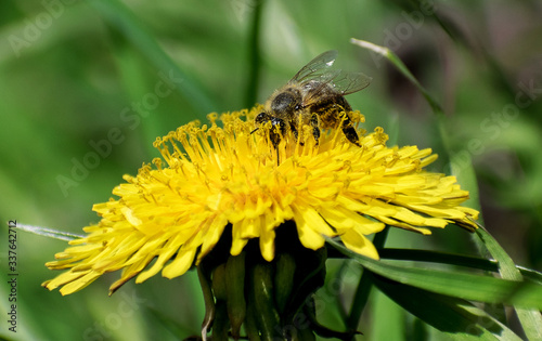 Bees and yellow flowers. The bee collects pollen from a dandelion flower © bogdan vacarciuc