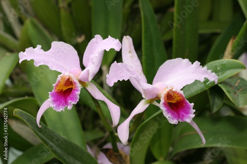 Orchideen