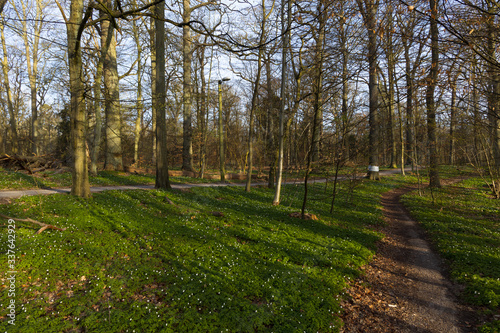 Nature reserve "Pålsjö skog" in Helsingborg, Sweden during fall with all the iconic windflowers (Anemone nemorosa) growing.