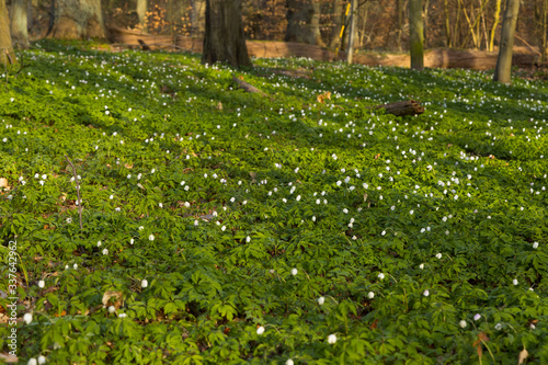 Plenty of windflowers (Anemone nemorosa) creating a green floor in the popular nature reserve "Pålsjö Skog" in Helsingborg, Sweden during spring at sunset.