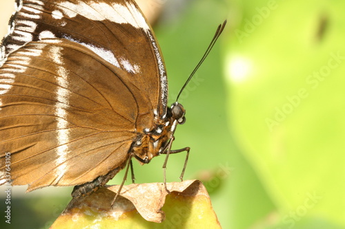 Große Eierfliege (Hipolimnas antevorta) photo