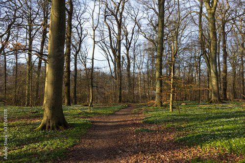 Nature reserve "Pålsjö skog" in Helsingborg, Sweden during fall with all the iconic windflowers (Anemone nemorosa) growing.