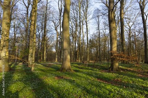 Nature reserve "Pålsjö skog" in Helsingborg, Sweden during fall with all the iconic windflowers (Anemone nemorosa) growing.