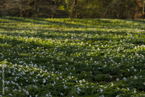 Plenty of windflowers (Anemone nemorosa) creating a green floor in the popular nature reserve "Pålsjö Skog" in Helsingborg, Sweden during spring at sunset.
