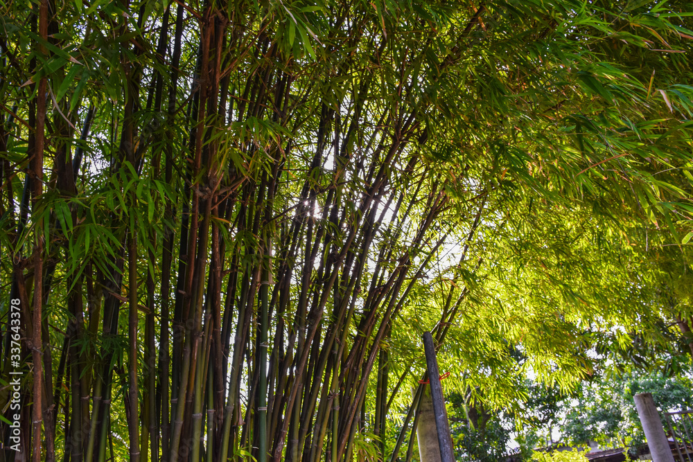 Sun shining through the bamboo branches in Thailand Sun shining through the bamboo branches in Thailand