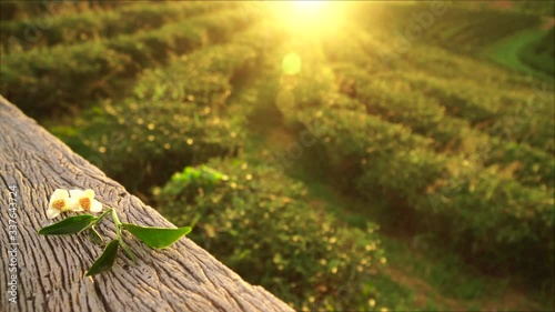 Beautiful green tea garden in the morning, Close up of tea flowers and first leaves on tea garden background. free space for text.