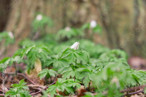 Close up of a windflower (Anemone nemorosa) in front of a tree during spring in nature reserve 