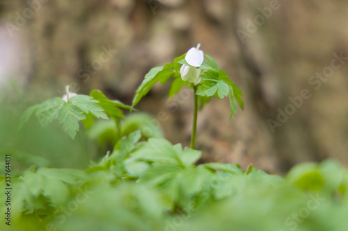 Close up of windflowers (Anemone nemorosa) in front of a tree during spring in nature reserve "Pålsjö skog" in Helsingborg, Sweden. 