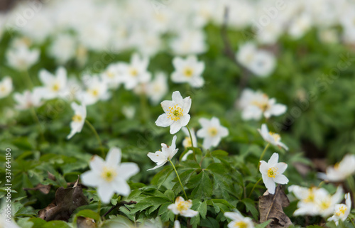 Close up of windflowers (Anemone nemorosa) during spring in nature reserve "Pålsjö skog" in Helsingborg, Sweden. 