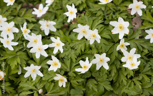 Close up of windflowers (Anemone nemorosa) during spring in nature reserve "Pålsjö skog" in Helsingborg, Sweden. 