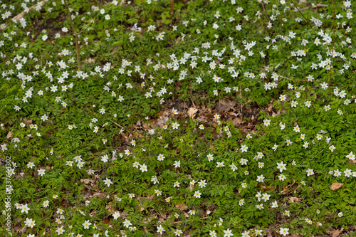 Plenty of windflowers (Anemone nemorosa) creating a green floor in the popular nature reserve "Pålsjö Skog" in Helsingborg, Sweden during spring at sunset.