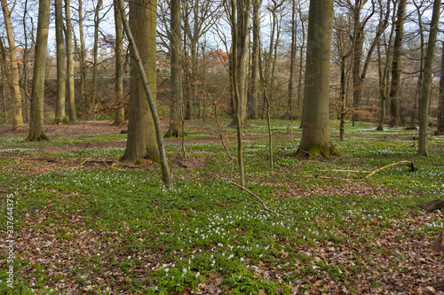 Plenty of windflowers (Anemone nemorosa) creating a green floor in the popular nature reserve "Pålsjö Skog" in Helsingborg, Sweden during spring at sunset.