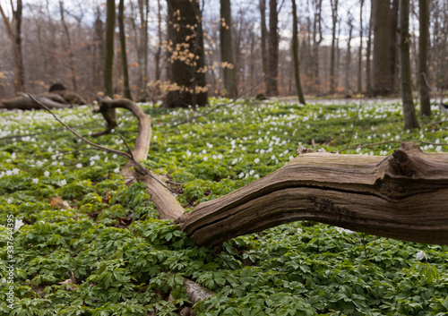 Windflowers (Anemone nemorosa) on the ground with a fallen tree in a forest of nature reserve "Pålsjö skog" in Helsingborg, Sweden during spring. 