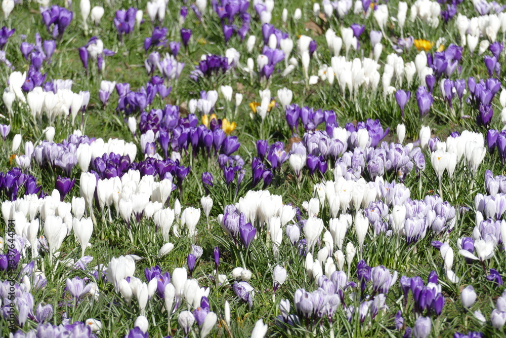 Naklejka premium Colorful crocuses, Flower Meadow in Spring
