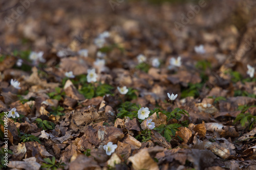 Windflowers (Anemone nemorosa) standing in the ground among dead leaves at the beginning of spring.  
