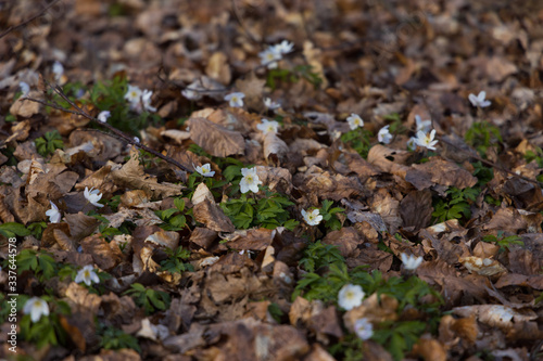 Windflowers (Anemone nemorosa) standing in the ground among dead leaves at the beginning of spring.  