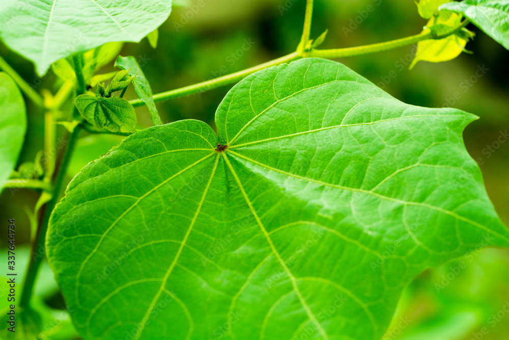 green leaf background