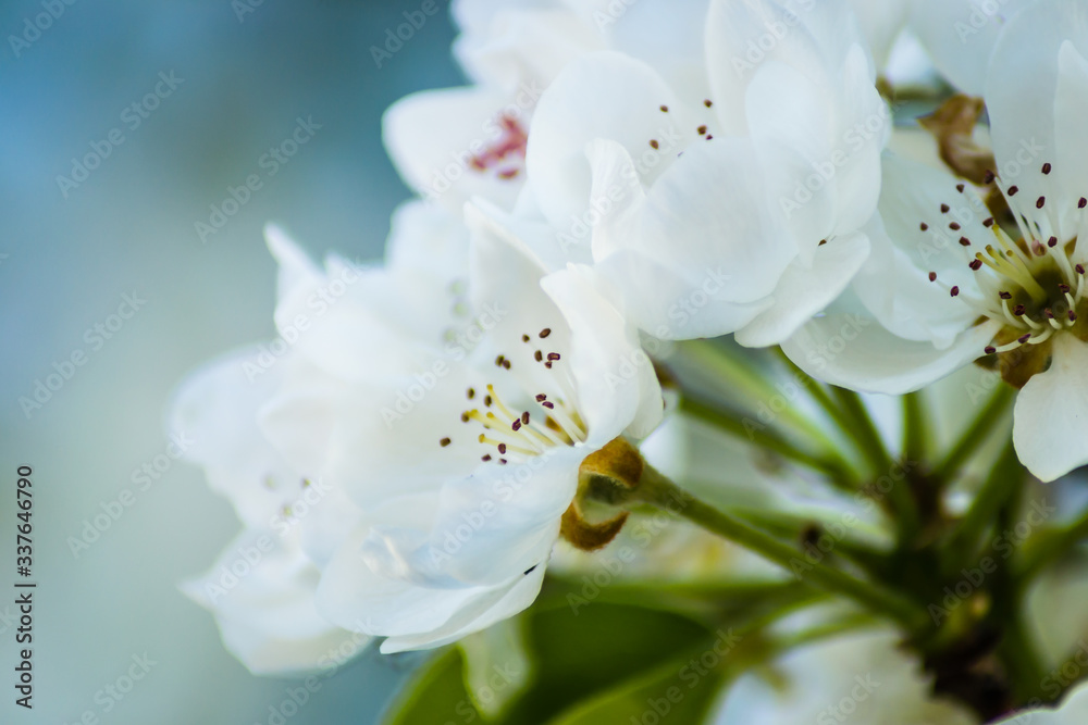 Flowering white flowers of pear tree in the morning Flowering white flowers of pear tree in the morning
