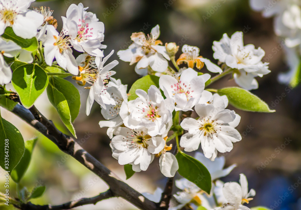 Flowering white flowers of pear tree in the morning 