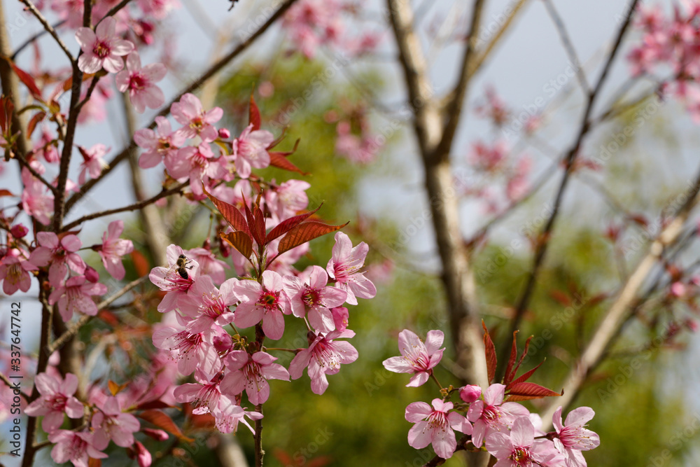 Japanese Cherry blossom in closeup during summer period. It is the part of Japanese society