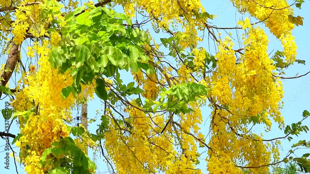 Golden shower or Cassia fistula bouquet yellow flowers blooming in the blue sky