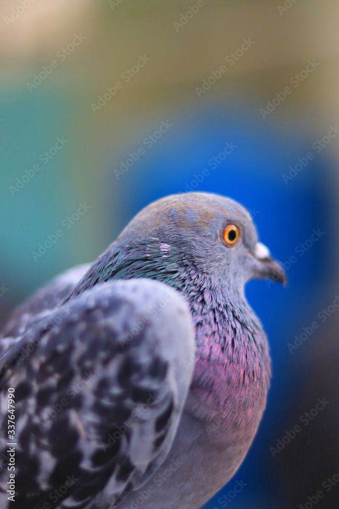 Obraz premium Close up head shot of beautiful pigeon bird, Pigeon close up on blue background