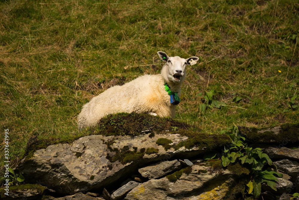 Fototapeta premium sheep in the meadow
