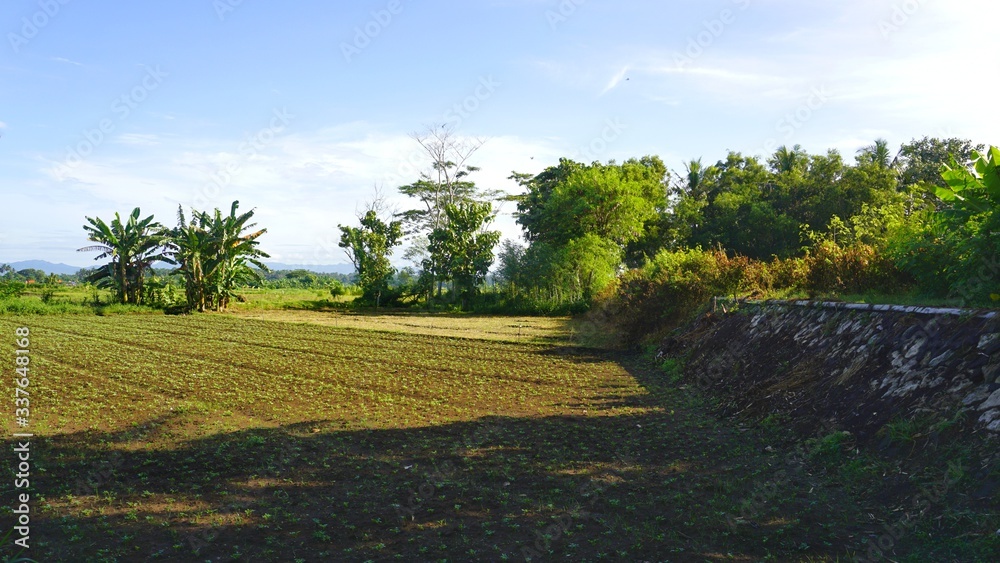 Obraz premium green rice fields and blue sky