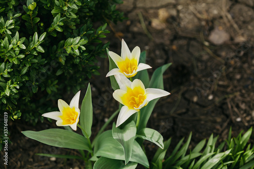 Beautiful white tulips growing in garden