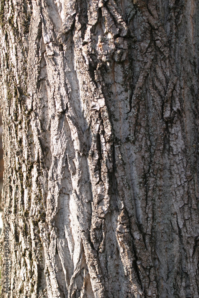 Obraz premium Baumrinde