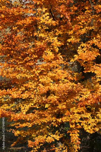 Bunt gefärbte Bäume im Herbst